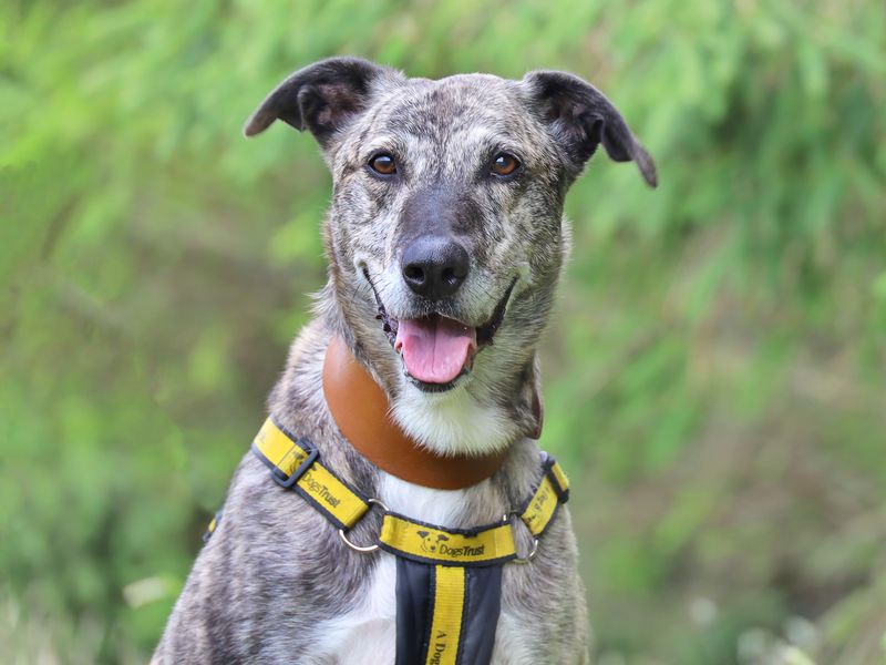 undefined | Lurcher | undefined - 1