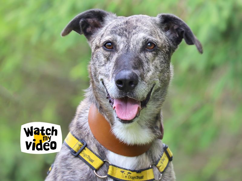 Gino | Lurcher | Leeds - 1