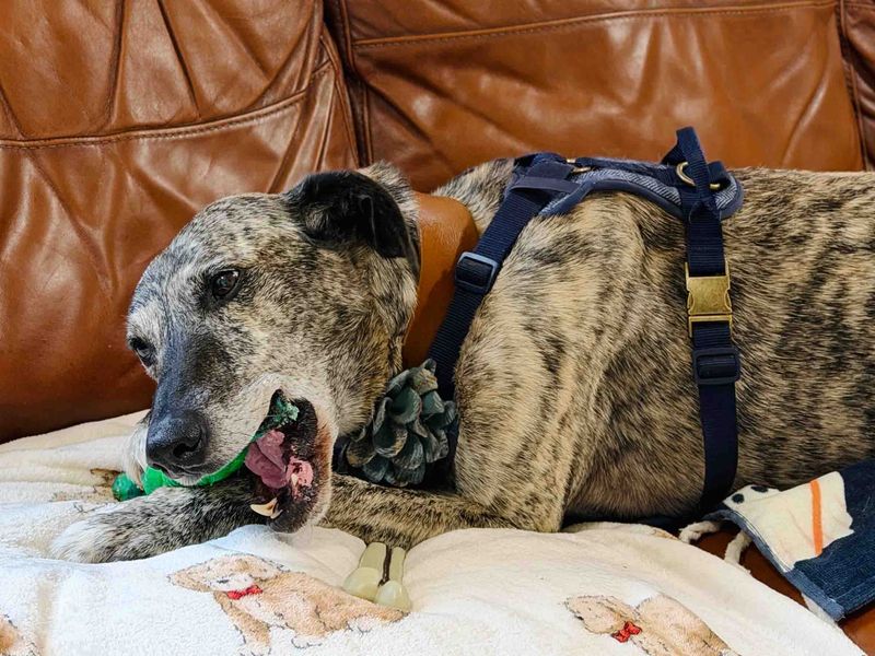 Gino | Lurcher | Leeds - 5