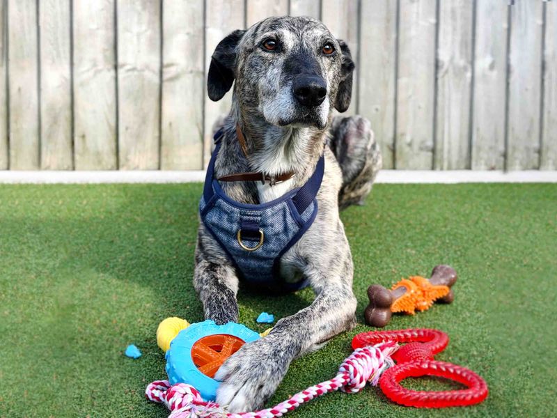 Gino | Lurcher | Leeds - 8