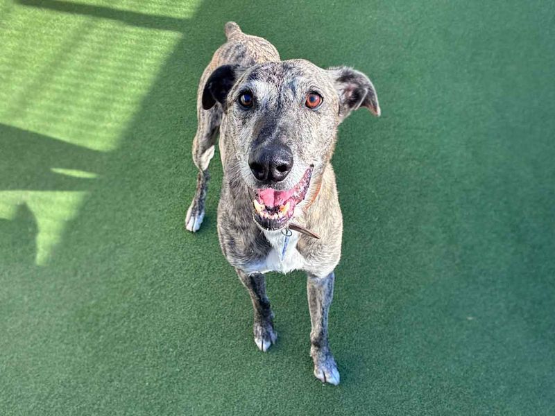 Gino | Lurcher | Leeds - 6