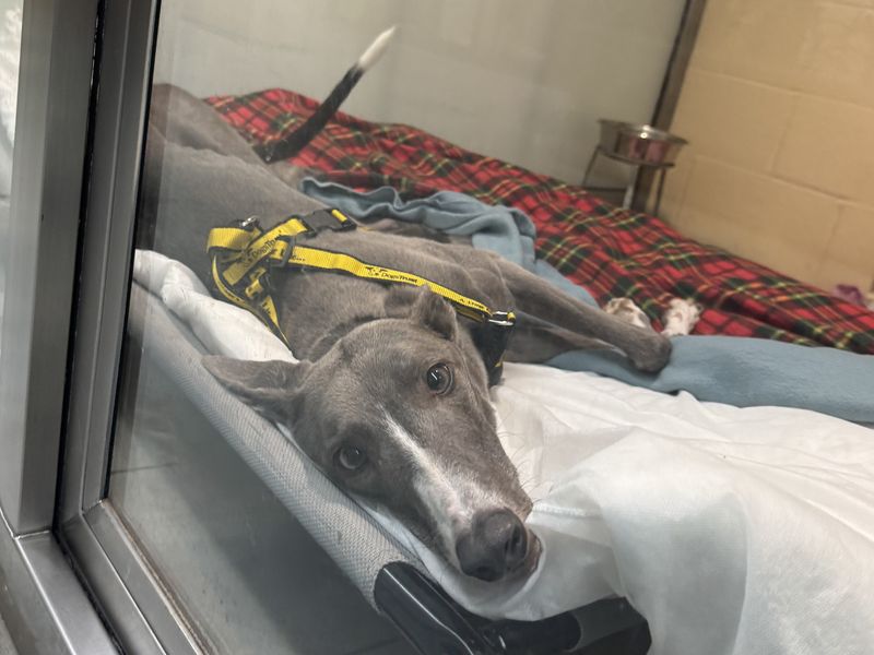 Belle | Greyhound | Basildon (Essex) - 1