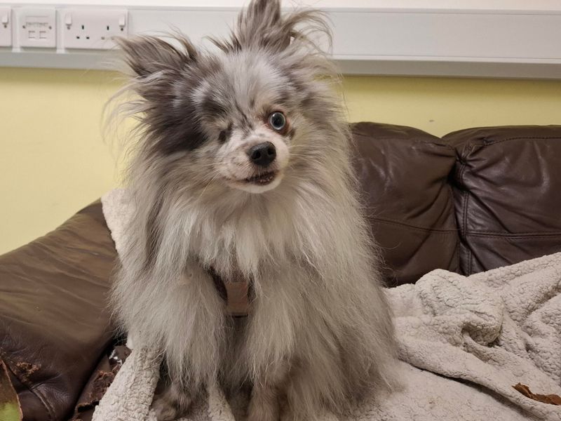 Pomeranian for adoption in Ilfracombe, North Devon – 5 years old