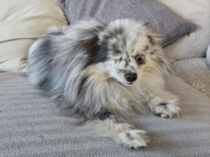 Pomeranian for adoption in Ilfracombe, Devon – 5 years old - Image 4 of 4
