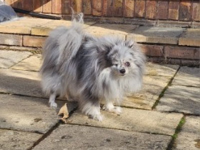 Pomeranian for adoption in Ilfracombe, Devon – 5 years old - Image 2 of 4