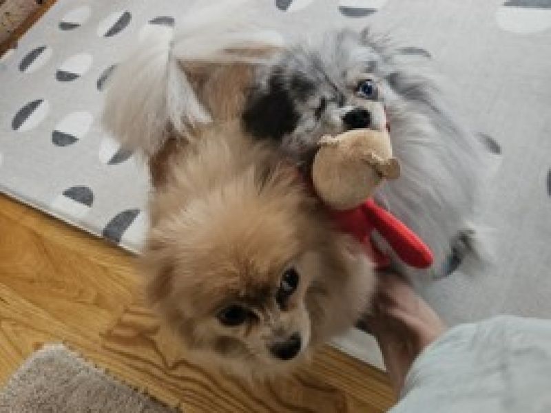 Pomeranian for adoption in Ilfracombe, Devon – 5 years old - Image 3 of 4