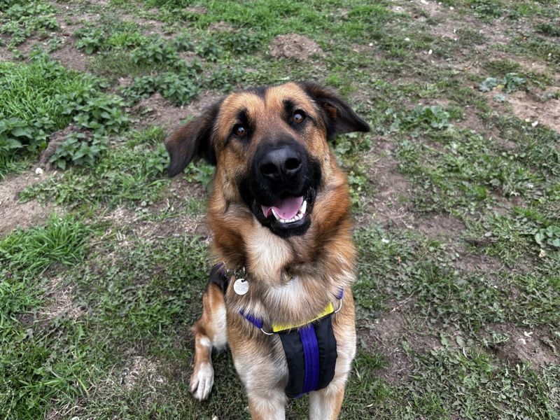 German Shepherd for adoption in Snetterton, Norfolk – 2 years old - Image 2 of 2