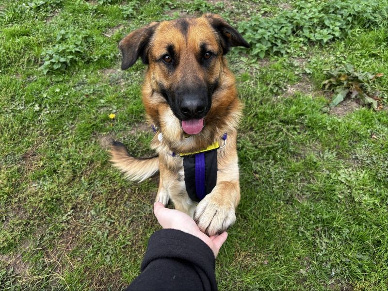 German Shepherd for adoption in Snetterton, Norfolk – 1 year old