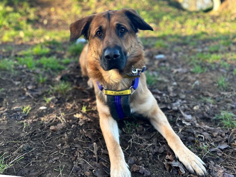 Prince, a 4 years old male German Shepherd available for adoption from Dogs Trust in Snetterton, Norfolk