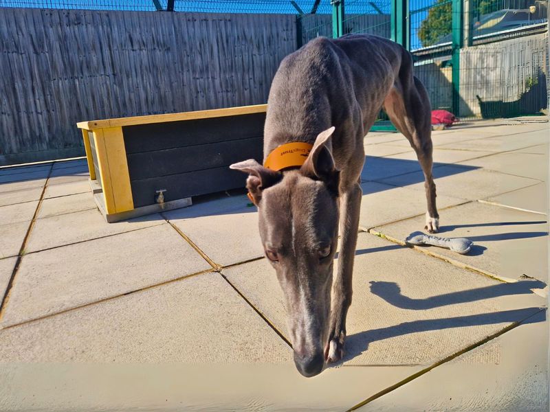 Greyhound for adoption in Newton Tony, Wiltshire – 3 years old