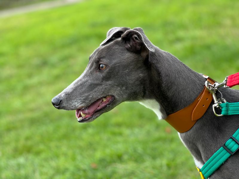 Bonnie | Greyhound | Salisbury (Wiltshire) - 1