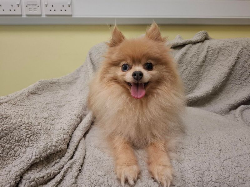 Pomeranian for adoption in Ilfracombe, Devon – 5 years old - Image 3 of 4