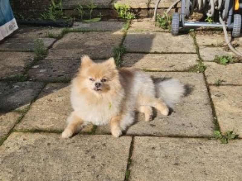 Pomeranian for adoption in Ilfracombe, Devon – 5 years old - Image 2 of 4