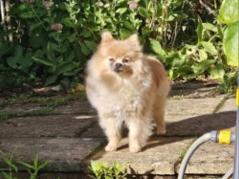 Pomeranian for adoption in Ilfracombe, North Devon – 5 years old