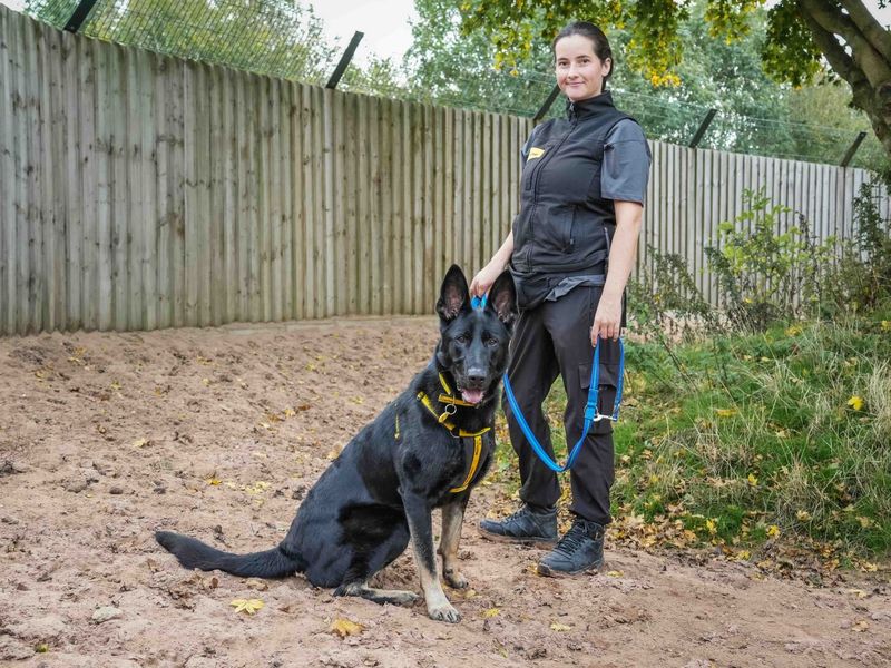 German Shepherd for adoption in Wymeswold, Leicestershire – 1 year old - Image 3 of 4