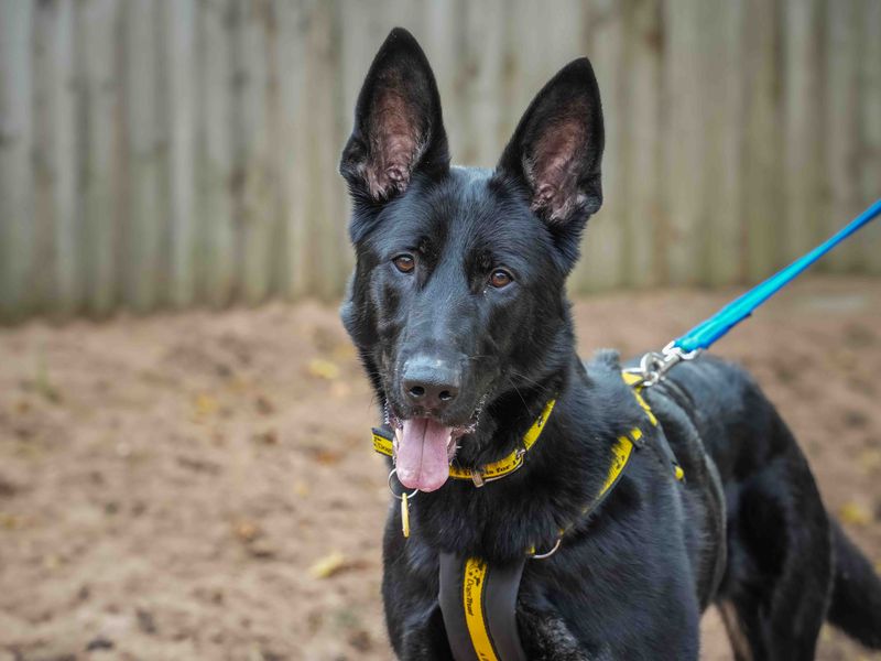German Shepherd for adoption in Wymeswold, Leicestershire – 1 year old - Image 4 of 4