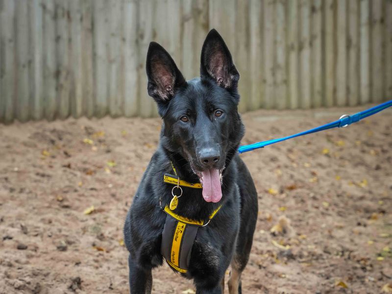 German Shepherd for adoption in Wymeswold, Leicestershire – 1 year old