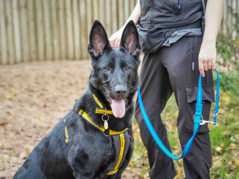 German Shepherd for adoption in Wymeswold, Leicestershire – 1 year old - Image 2 of 4