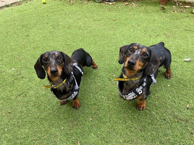 Dachshund for adoption in Liverpool, Merseyside – 2 years old - Image 3 of 4