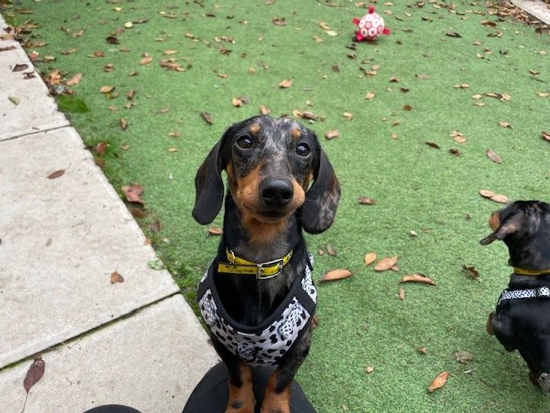 Dachshund for adoption in Liverpool, Merseyside – 2 years old - Image 4 of 4