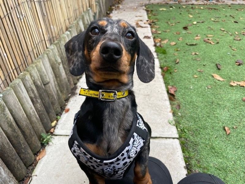 Dachshund for adoption in Liverpool, Merseyside – 1 year old - Image 2 of 4