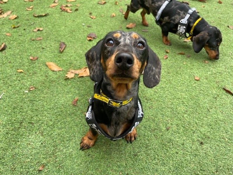 Dachshund for adoption in Liverpool, Merseyside – 1 year old - Image 3 of 4