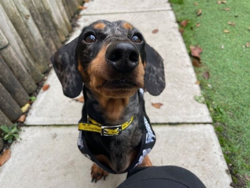 Dachshund for adoption in Liverpool, Merseyside – 1 year old