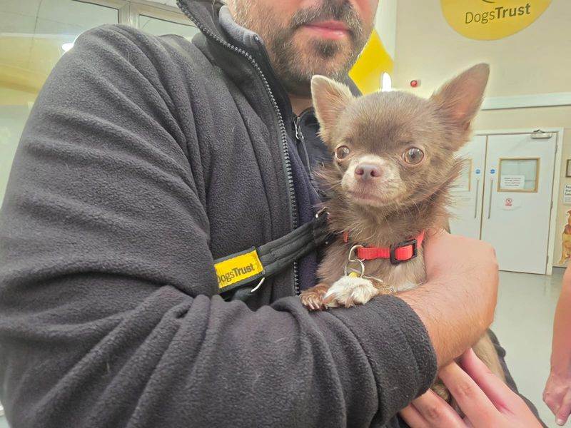 Chihuahua for adoption in Leeds, Kent – 3 years old - Image 3 of 4