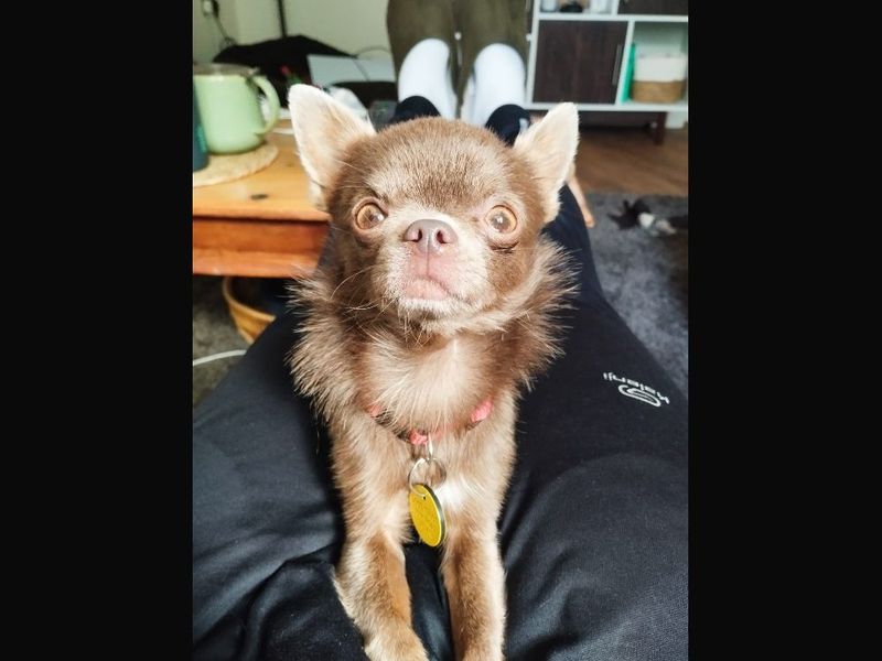 Chihuahua for adoption in Leeds, Yorkshire – 3 years old