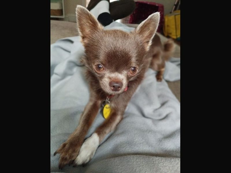 Chihuahua for adoption in Leeds, Kent – 3 years old - Image 2 of 4