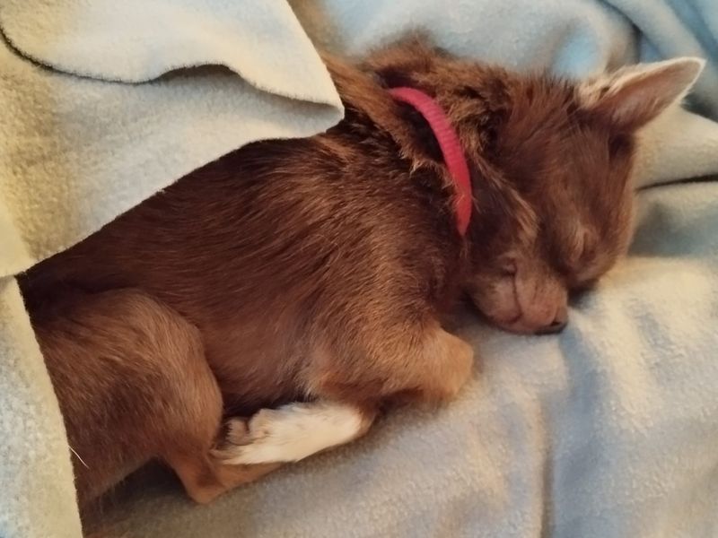 Chihuahua for adoption in Leeds, Kent – 3 years old - Image 4 of 4