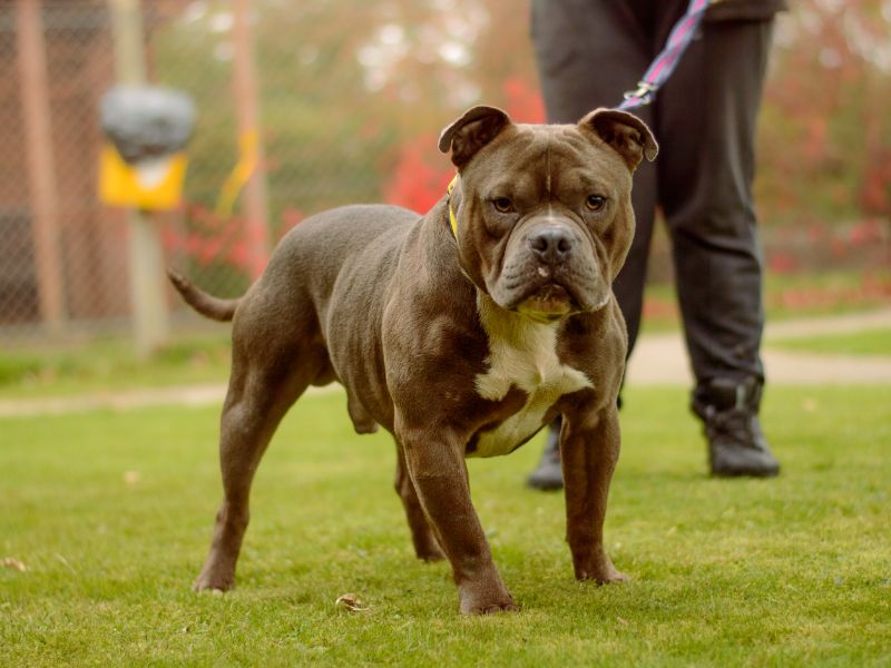 Blue, a 4 years old male Pocket Bully available for adoption from Dogs Trust in Kenilworth, Warwickshire