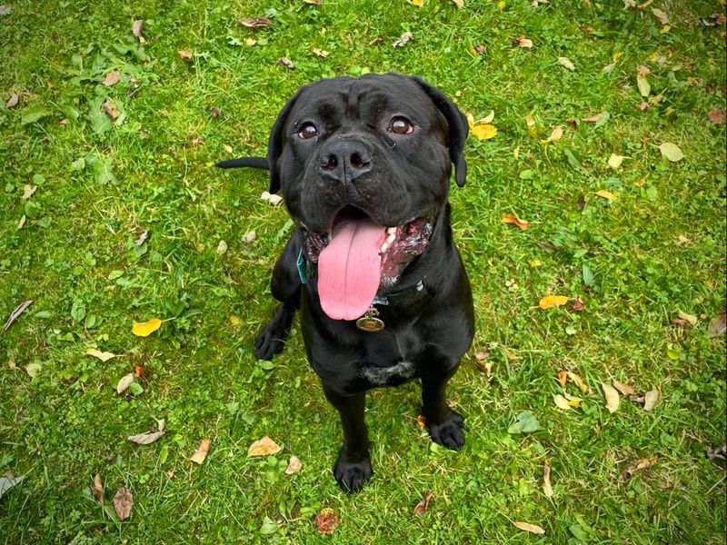 George | Rottweiler Cross | Cumbria - 1