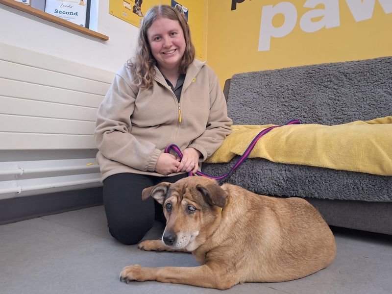 Jack Russell Terrier for adoption in Leeds, Yorkshire – 10 years old - Image 3 of 3