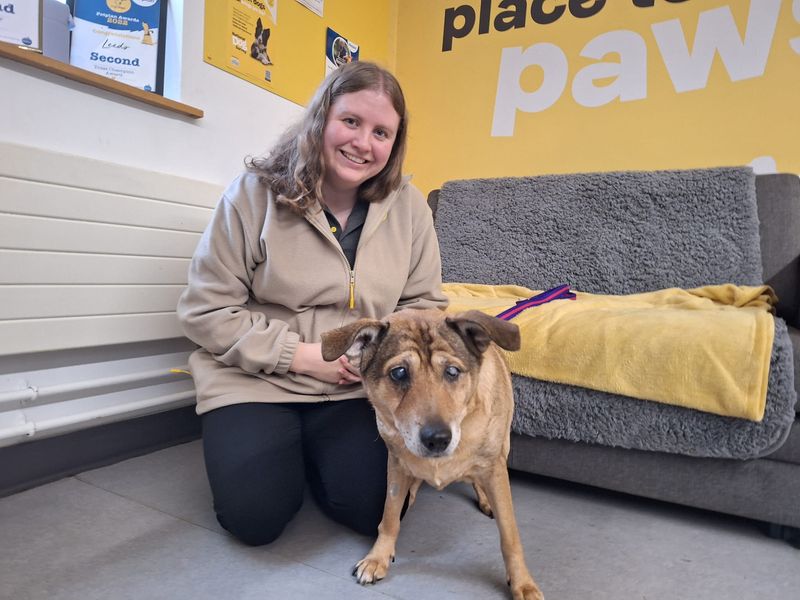 Jack Russell Terrier for adoption in Leeds, Yorkshire – 10 years old