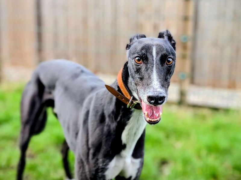 Greyhound for adoption in Chestfield, Kent – 3 years old - Image 3 of 4