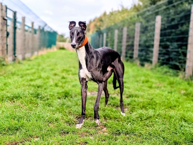 Greyhound for adoption in Chestfield, Kent – 3 years old - Image 4 of 4