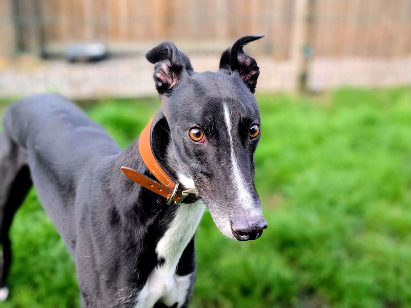 Greyhound for adoption in Chestfield, Kent – 3 years old