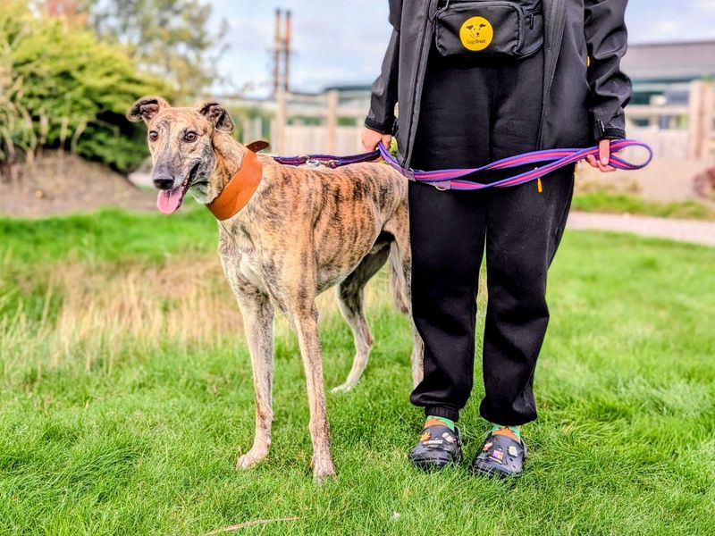 Greyhound for adoption in Chestfield, Kent – 3 years old - Image 2 of 2