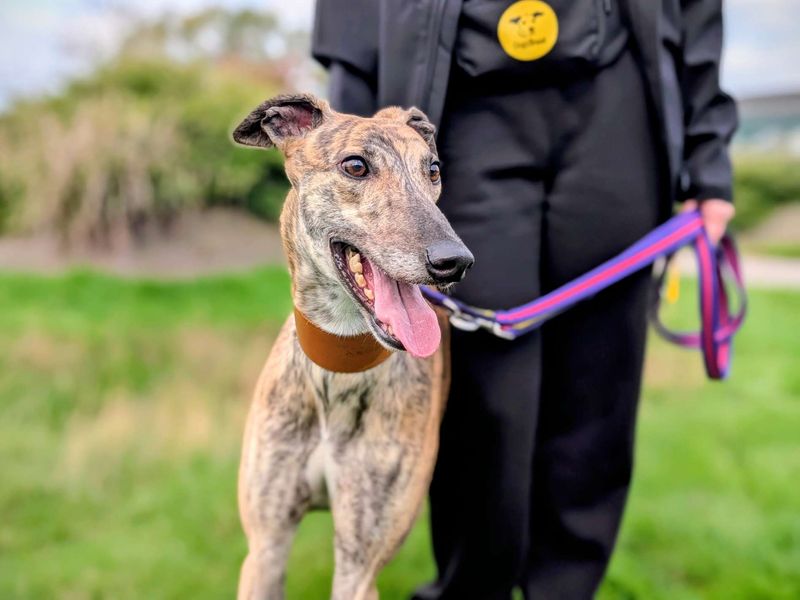 Brennan | Greyhound | Canterbury - 1