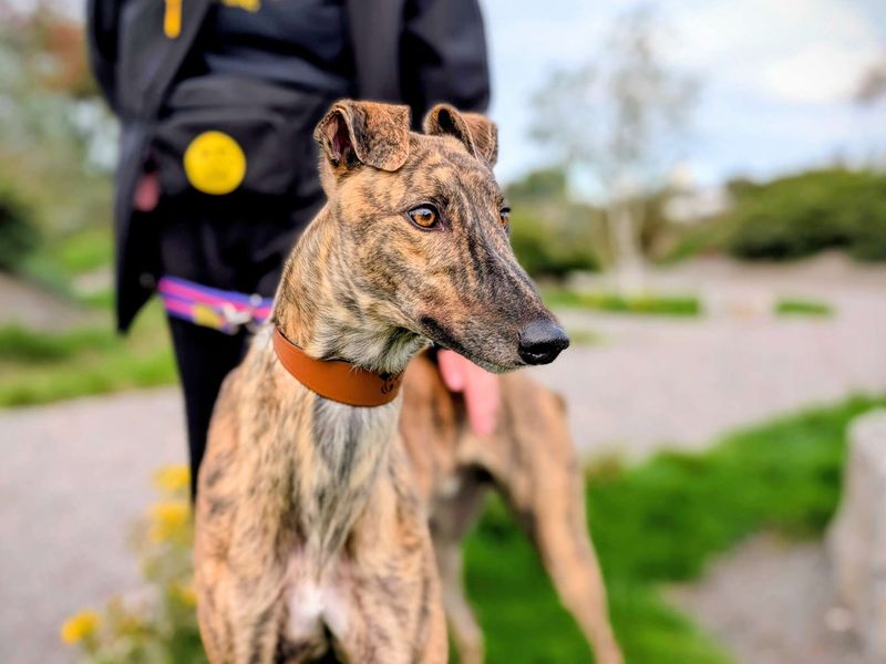 Greyhound for adoption in Cardiff, Glamorgan – 3 years old - Image 3 of 4