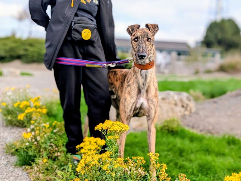 Greyhound for adoption in Cardiff, Glamorgan – 3 years old - Image 4 of 4