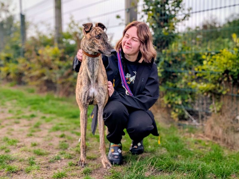 Greyhound for adoption in Cardiff, Glamorgan – 3 years old - Image 2 of 4