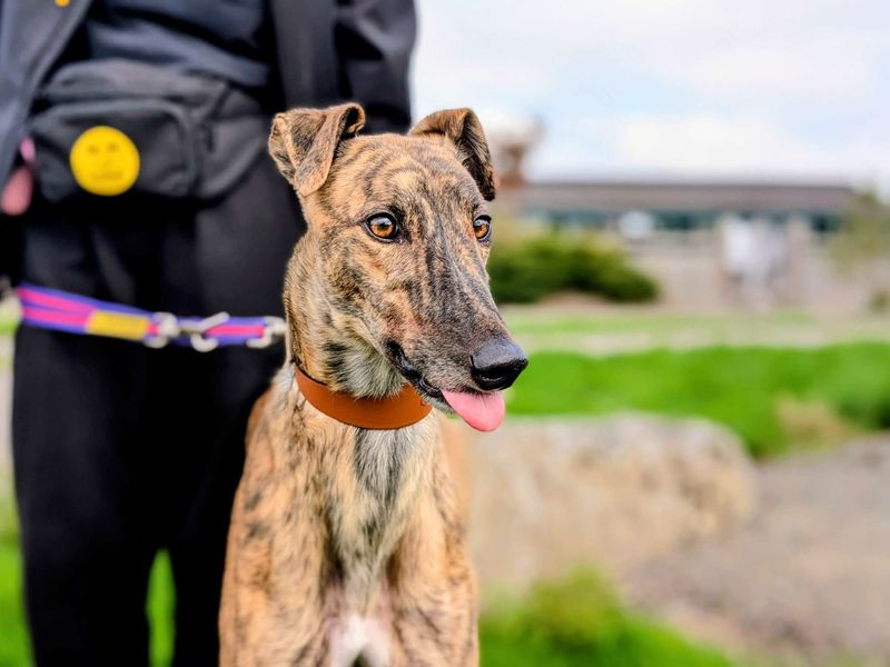Greyhound for adoption in Cardiff, Glamorgan – 3 years old