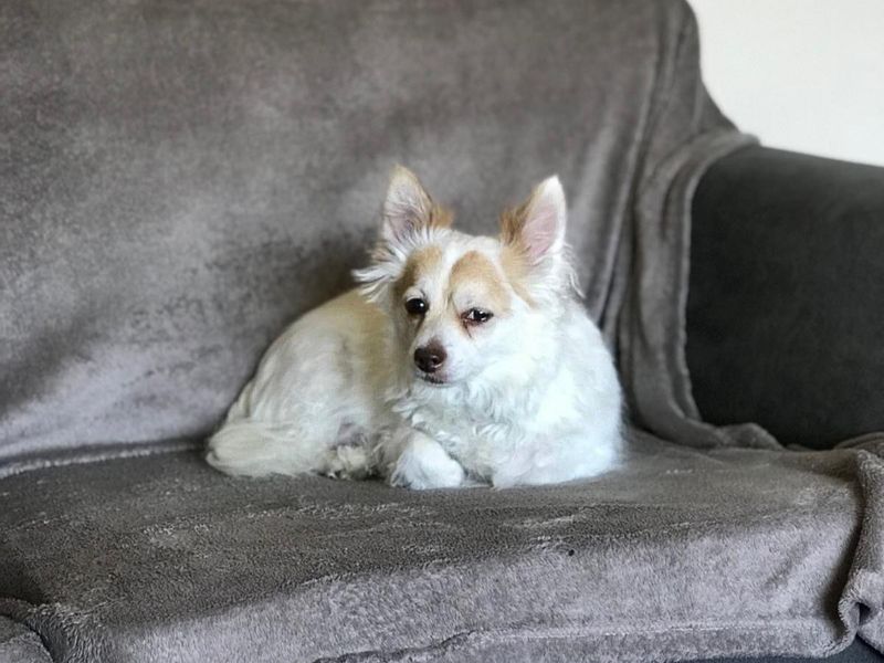 Chuck | Chihuahua (Long Coat) | Basildon (Essex) - 1