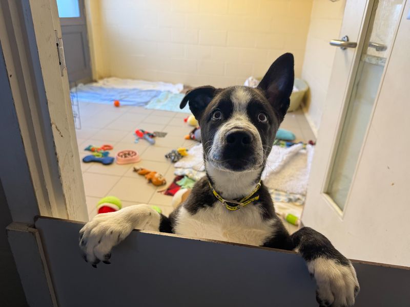 Ace | Siberian Husky Cross | Basildon (Essex) - 1