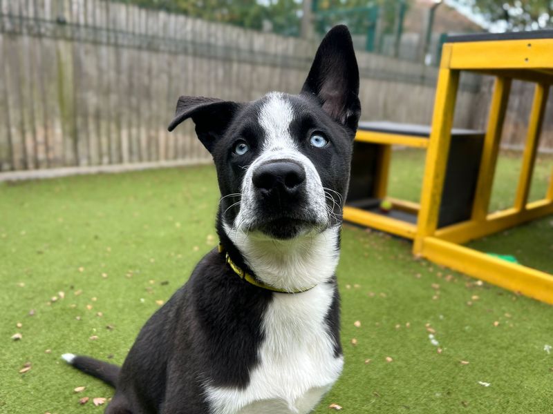 Flynn | Siberian Husky Cross | Basildon (Essex) - 1