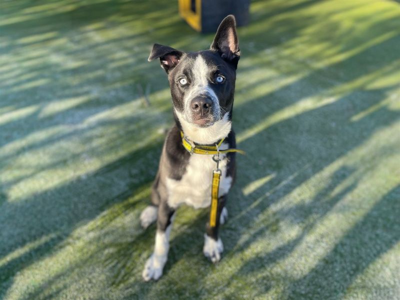 undefined | Siberian Husky Cross | undefined - 6