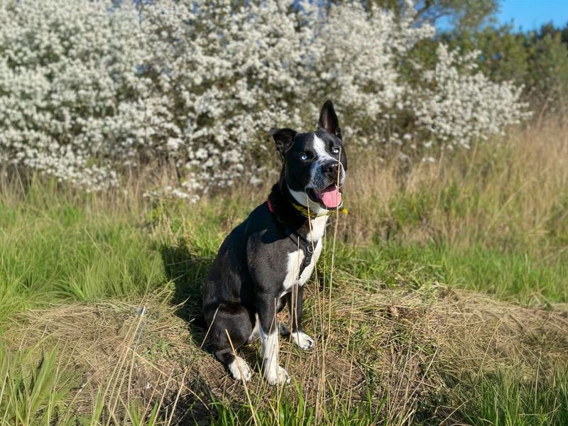 undefined | Siberian Husky Cross | undefined - 7