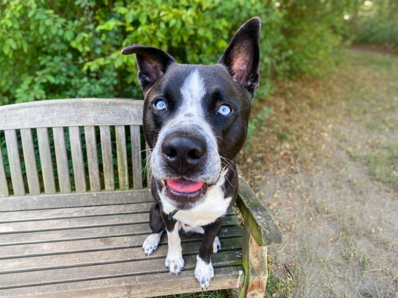 Flynn | Siberian Husky Cross | Basildon (Essex) - 10